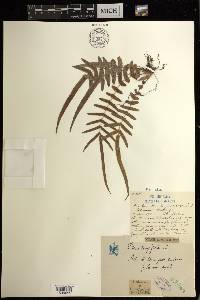 Pteris vittata image