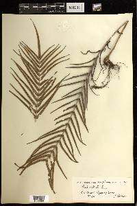 Pteris vittata image