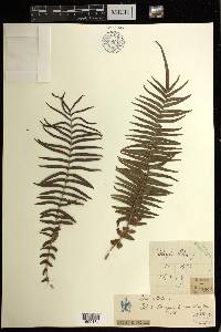 Pteris vittata image