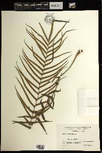 Pteris vittata image