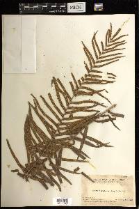 Pteris vittata image