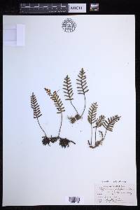 Pleopeltis polypodioides image