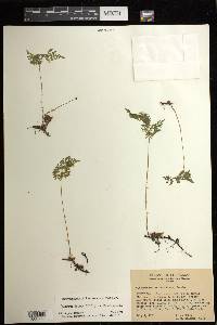 Cystopteris montana image