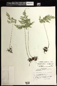 Cystopteris montana image