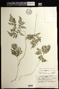 Cystopteris montana image