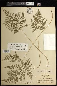 Cystopteris montana image