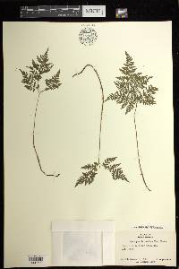 Cystopteris montana image