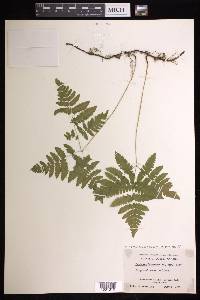 Gymnocarpium dryopteris image