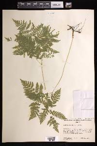 Gymnocarpium dryopteris image