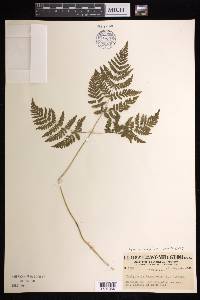 Gymnocarpium dryopteris image