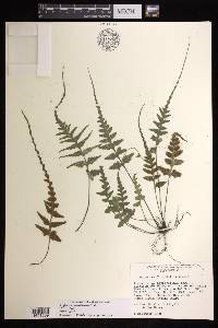 Asplenium pinnatifidum image