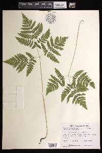 Gymnocarpium dryopteris image