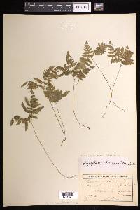 Gymnocarpium dryopteris image