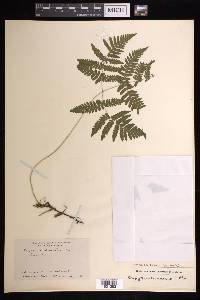 Gymnocarpium dryopteris image