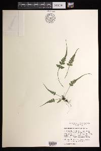 Asplenium pinnatifidum image