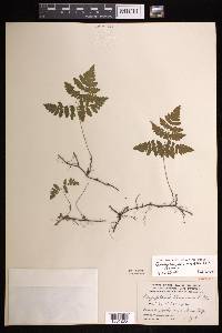 Gymnocarpium dryopteris image