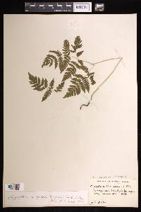 Gymnocarpium dryopteris image