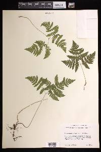 Gymnocarpium dryopteris image