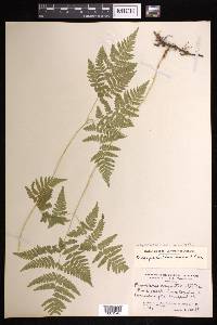 Gymnocarpium dryopteris image