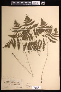 Gymnocarpium dryopteris image