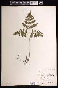 Gymnocarpium dryopteris image