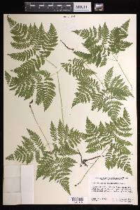 Gymnocarpium dryopteris image