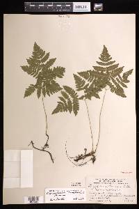 Gymnocarpium dryopteris image