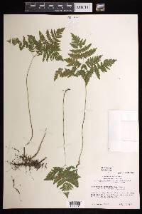 Gymnocarpium dryopteris image