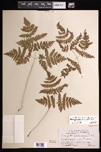 Gymnocarpium dryopteris image