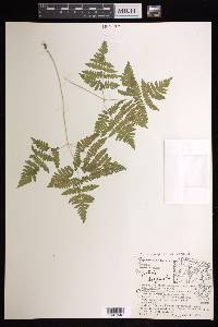 Gymnocarpium dryopteris image