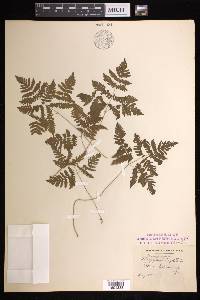 Gymnocarpium dryopteris image