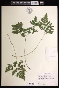 Gymnocarpium dryopteris image