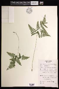 Gymnocarpium robertianum image