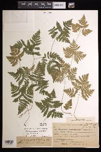 Gymnocarpium dryopteris image