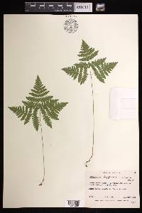 Gymnocarpium dryopteris image