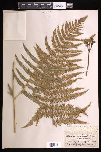 Pteridium aquilinum subsp. wightianum image