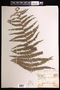 Pteridium aquilinum subsp. wightianum image