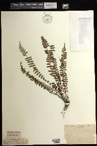 Asplenium resiliens image