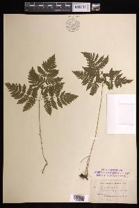 Gymnocarpium dryopteris image