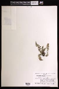 Asplenium bradleyi image