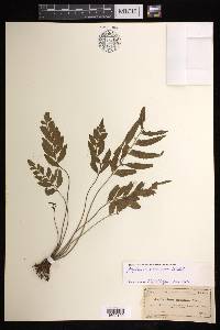 Asplenium abscissum image