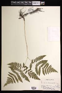 Gymnocarpium dryopteris image