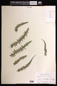 Asplenium × ebenoides image