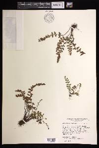 Asplenium bradleyi image