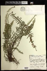 Asplenium platyneuron var. bacculum-rubrum image