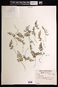 Asplenium montanum image