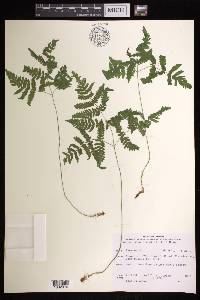 Gymnocarpium dryopteris image