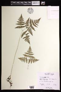 Gymnocarpium dryopteris image