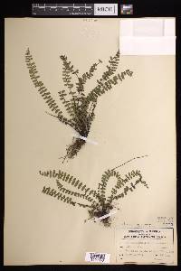 Asplenium heterochroum image