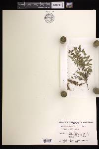 Asplenium bradleyi image